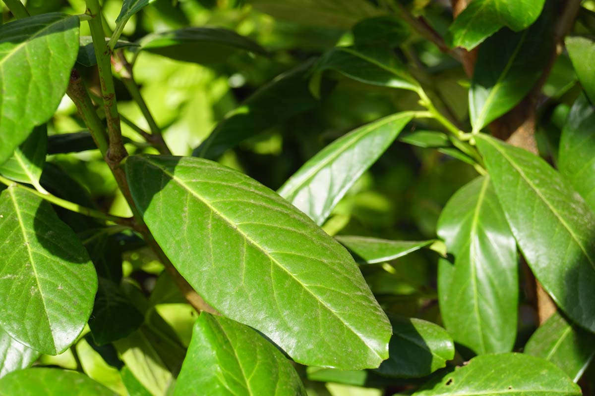 Prunus laurocerasus 'Novita' Tuinplanten