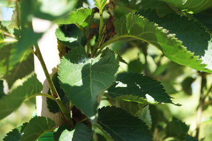 Prunus 'Umineko' op stam