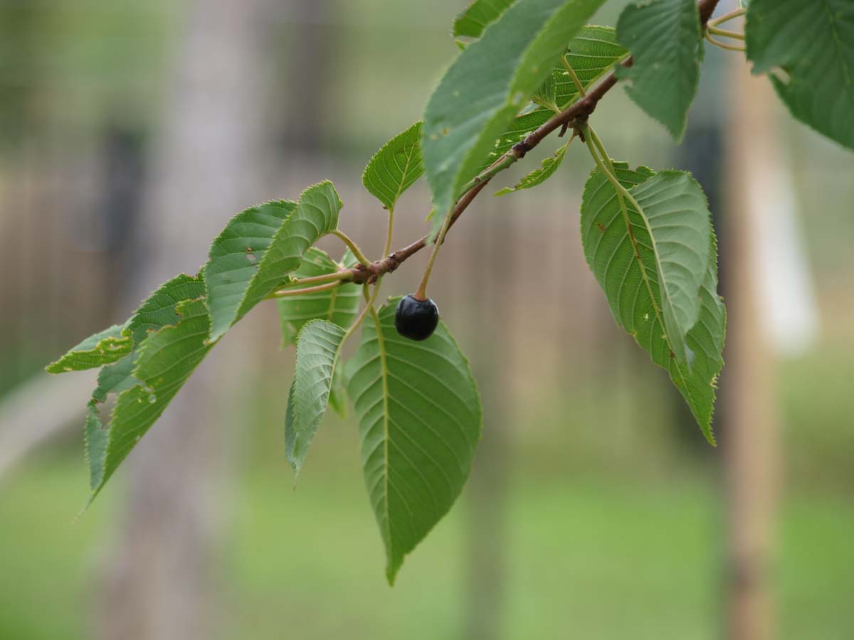 Prunus yedoensis solitair blad