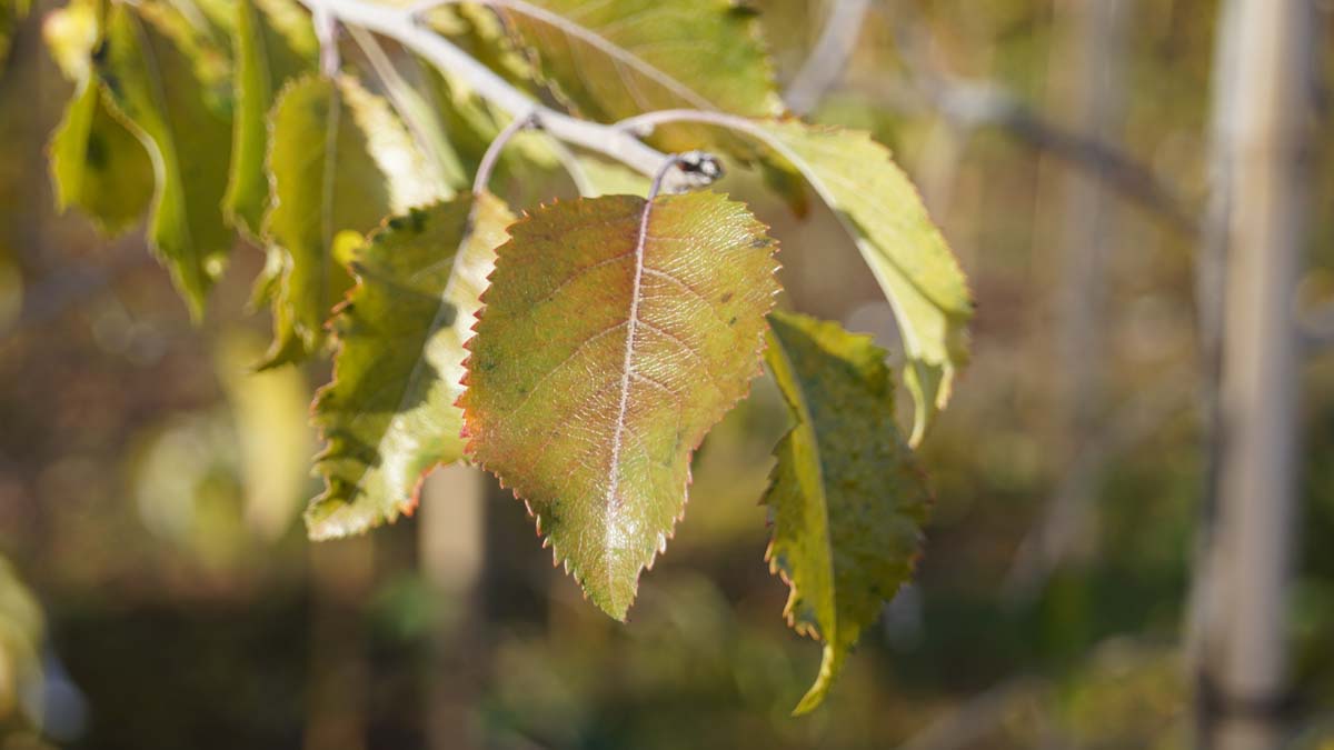 Pyrus betulifolia op stam herfstkleur