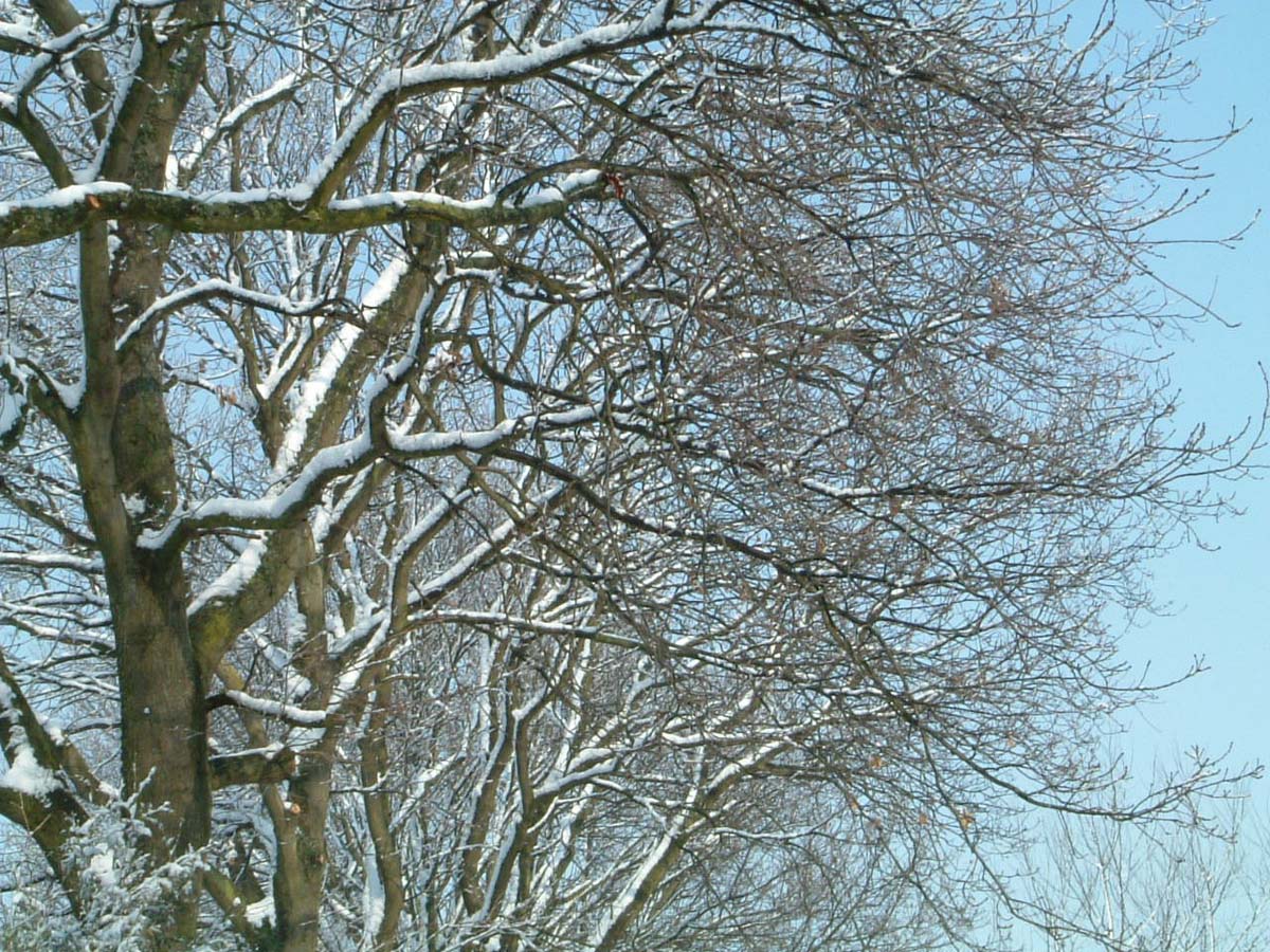 Quercus robur meerstammig / struik stam