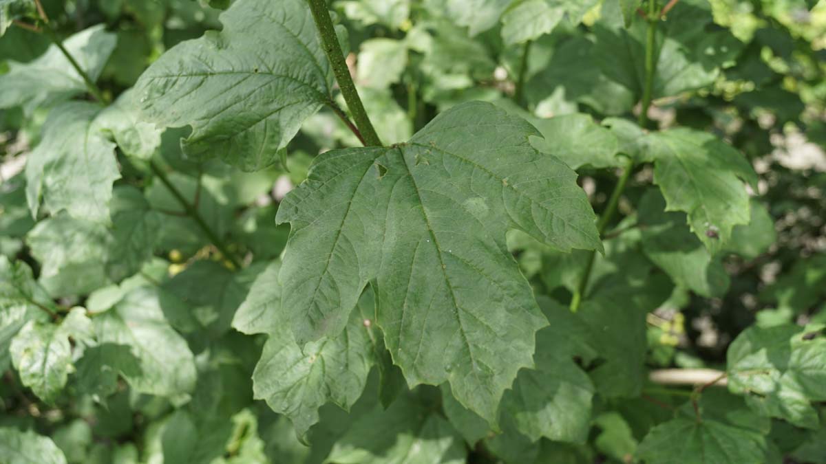 Viburnum opulus haagplant blad