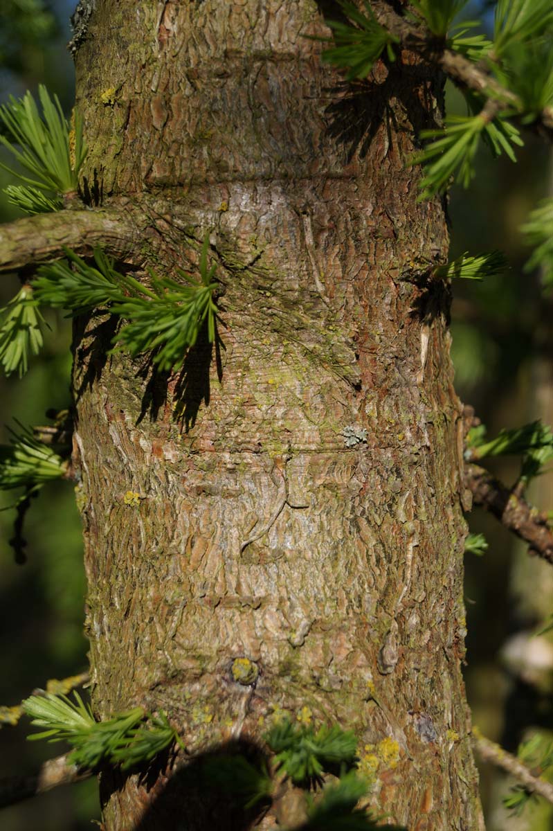 Larix decidua op stam