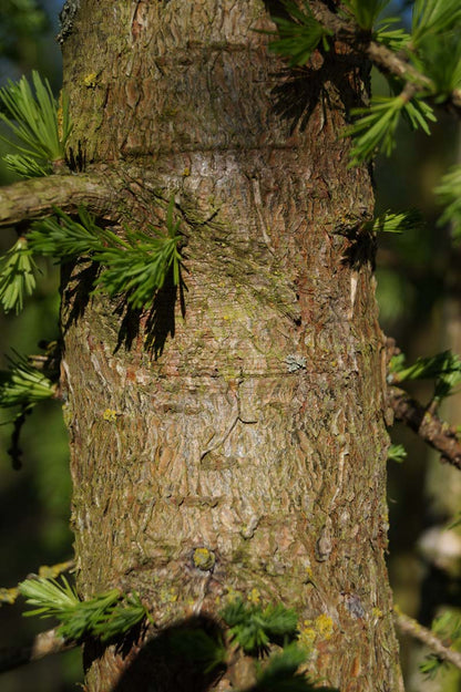 Larix decidua haagplant