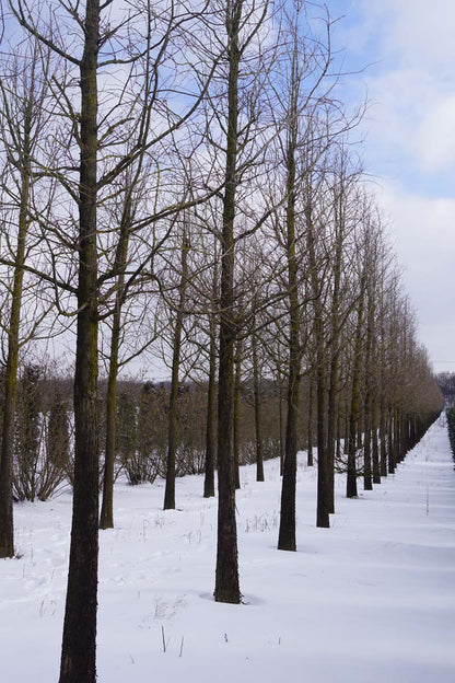 Metasequoia glyptostroboides op stam