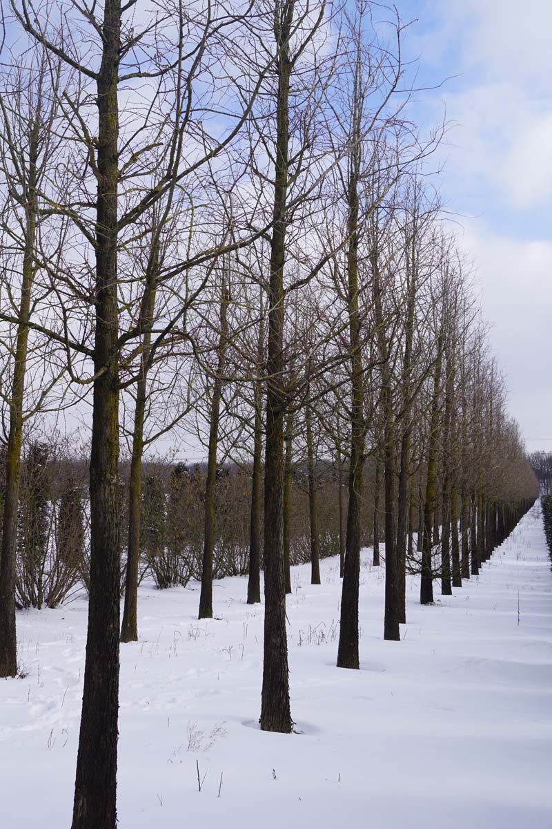 Metasequoia glyptostroboides solitair