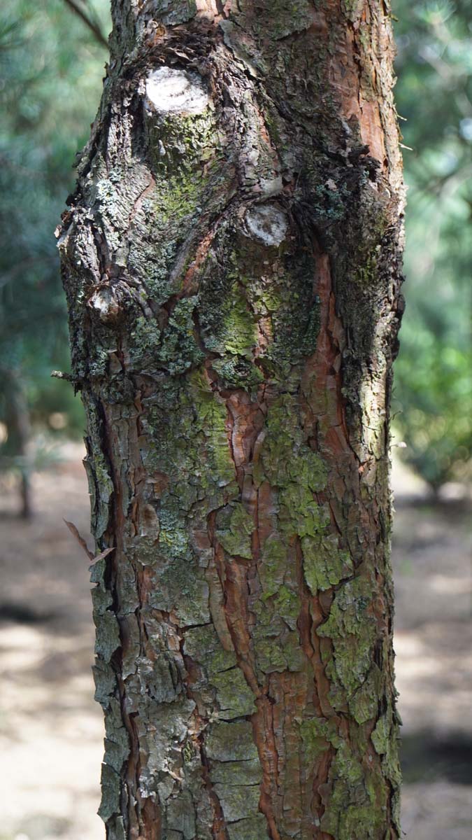 Pinus nigra nigra meerstammig / struik bast