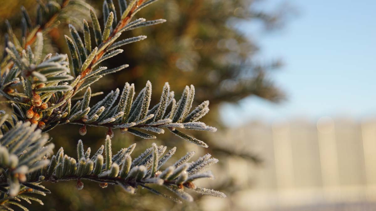 Taxus baccata leiboom