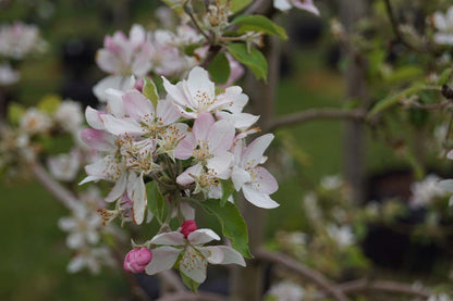 Malus domestica 'Pinova' leiboom