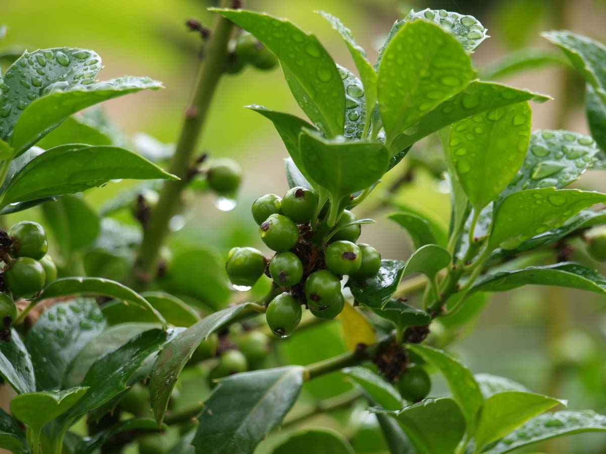 Ilex meserveae 'Hachfee' solitair twijg