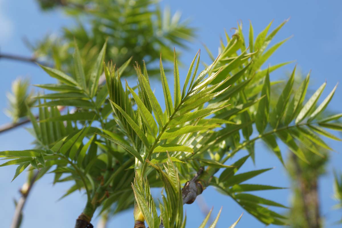 Sorbus randaiensis op stam