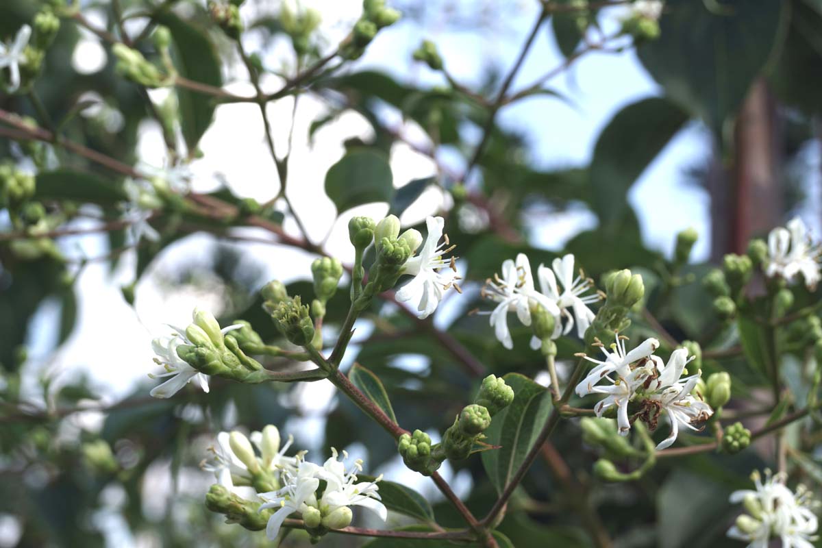 Heptacodium miconioides solitair bloesem