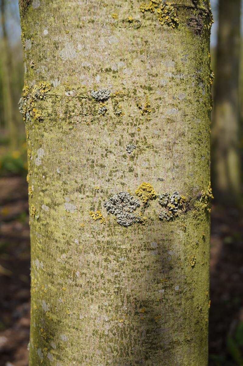 Acer saccharinum 'Pyramidale' op stam bast