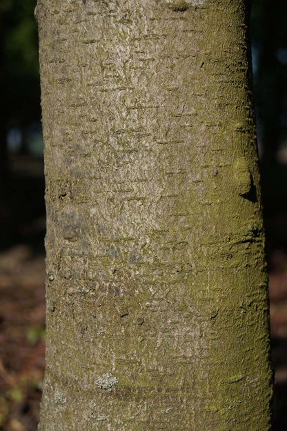 Aesculus hippocastanum Tuinplanten