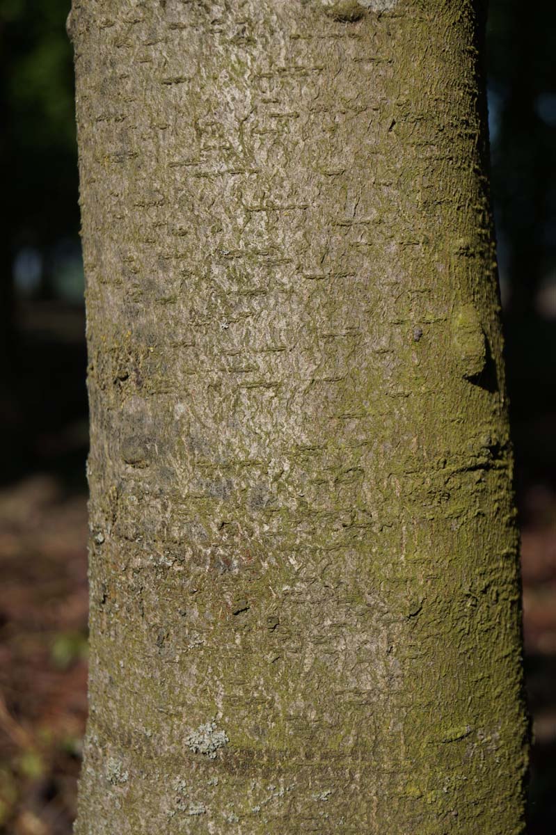 Aesculus hippocastanum dakboom