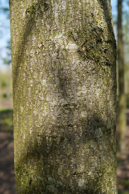 Alnus spaethii op stam