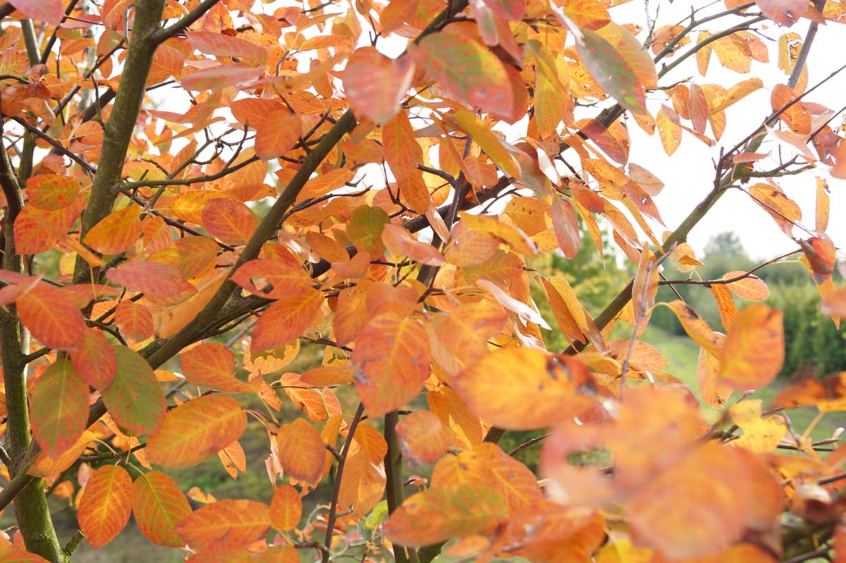 Amelanchier lamarckii haagplant