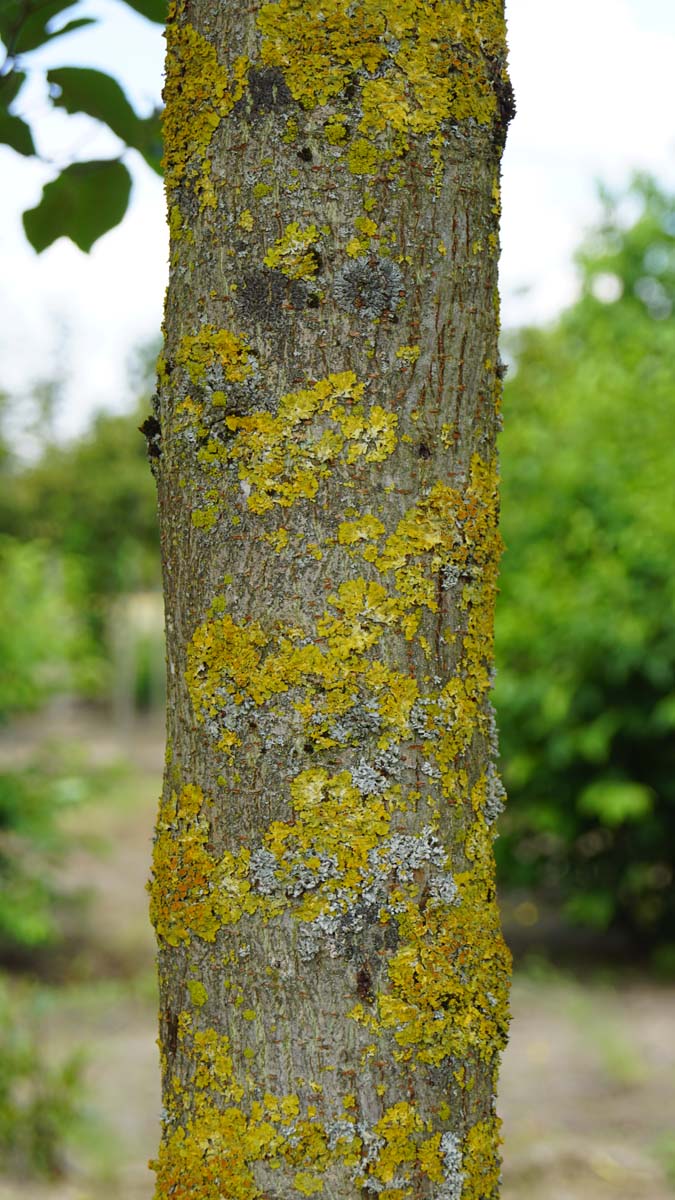 Broussonetia papyrifera op stam