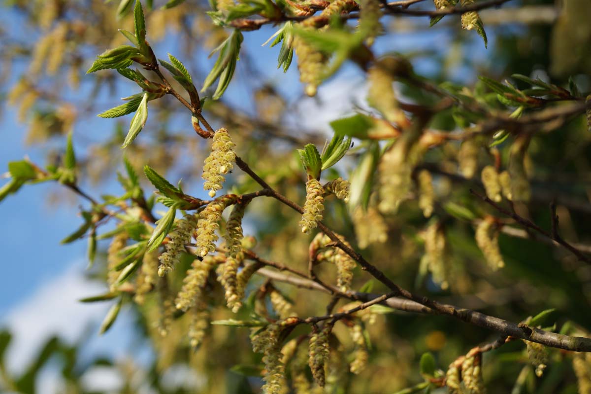 Carpinus betulus haagplant bloesem