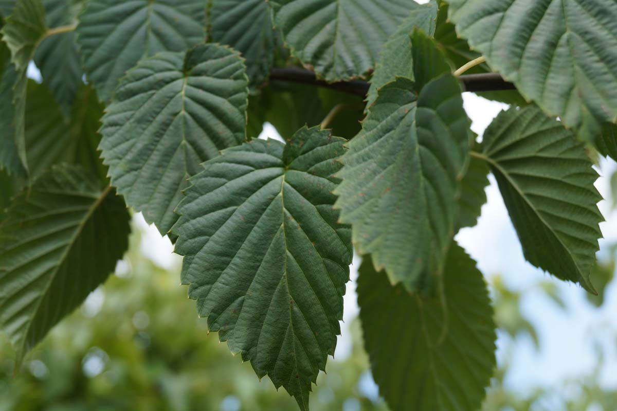 Davidia involucrata op stam blad