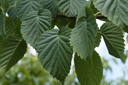 Davidia involucrata meerstammig / struik blad