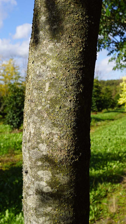 Fraxinus ornus solitair bast