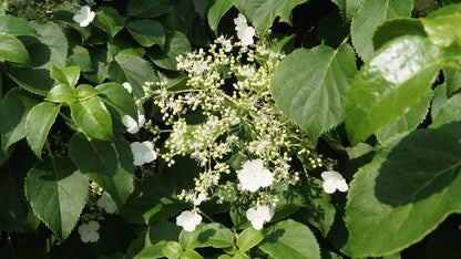 Hydrangea petiolaris Tuinplanten bloem