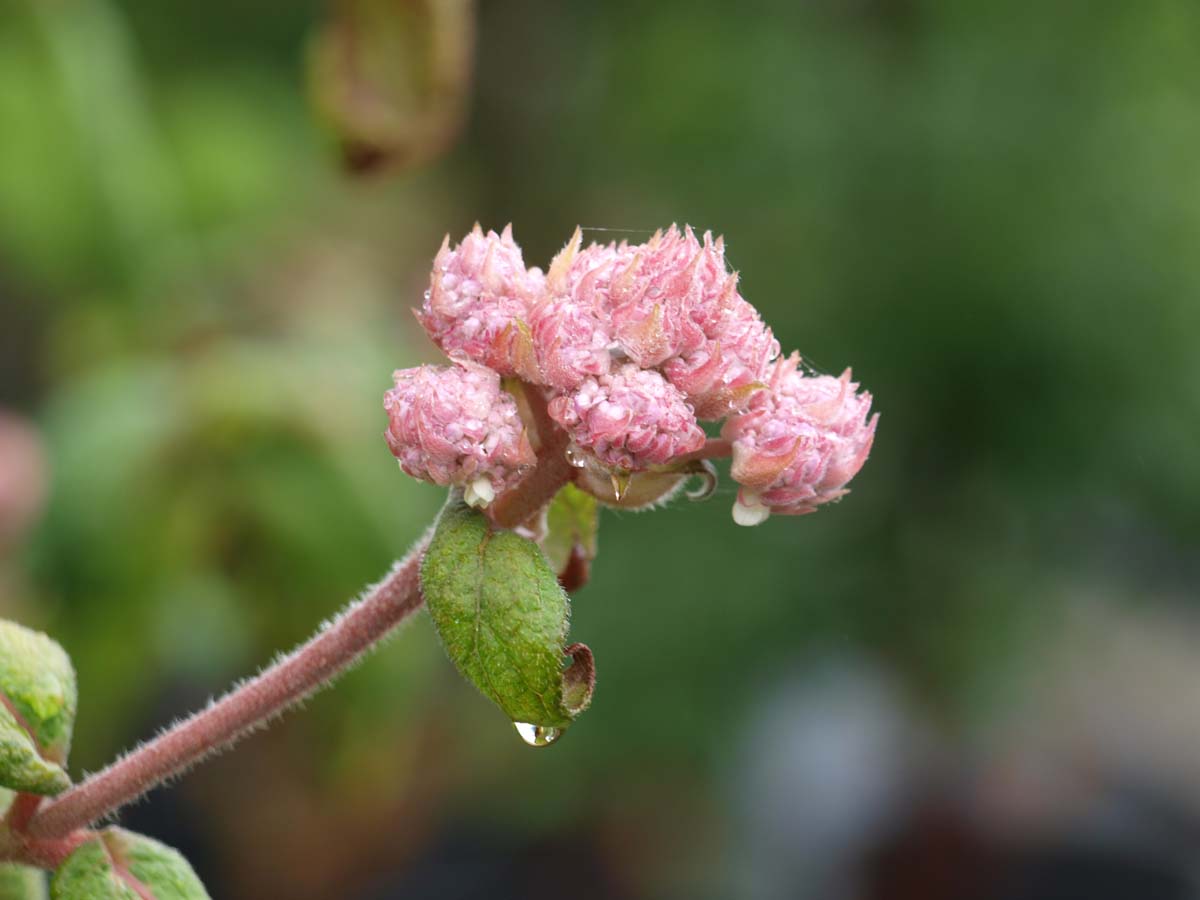 Hydrangea aspera 'Macrophylla'