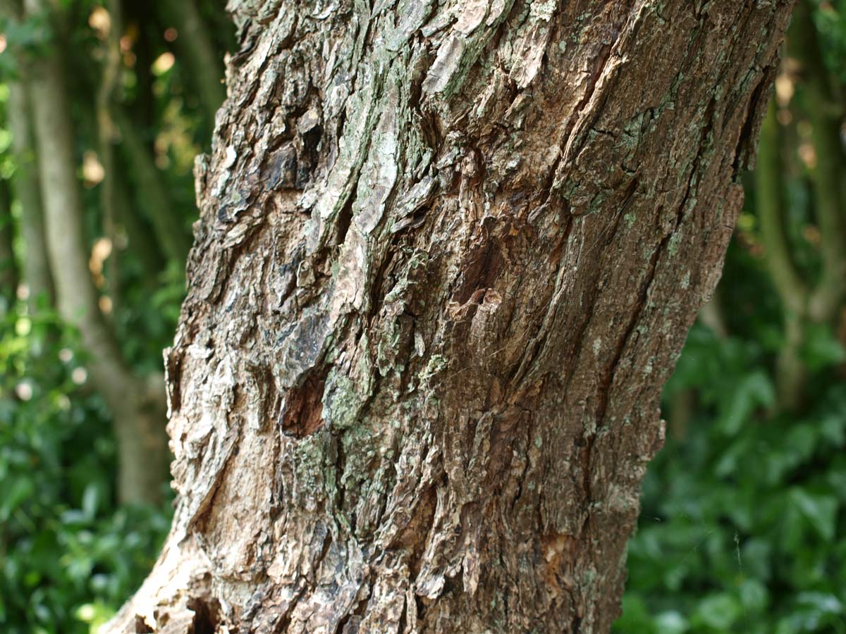 Koelreuteria paniculata solitair bast