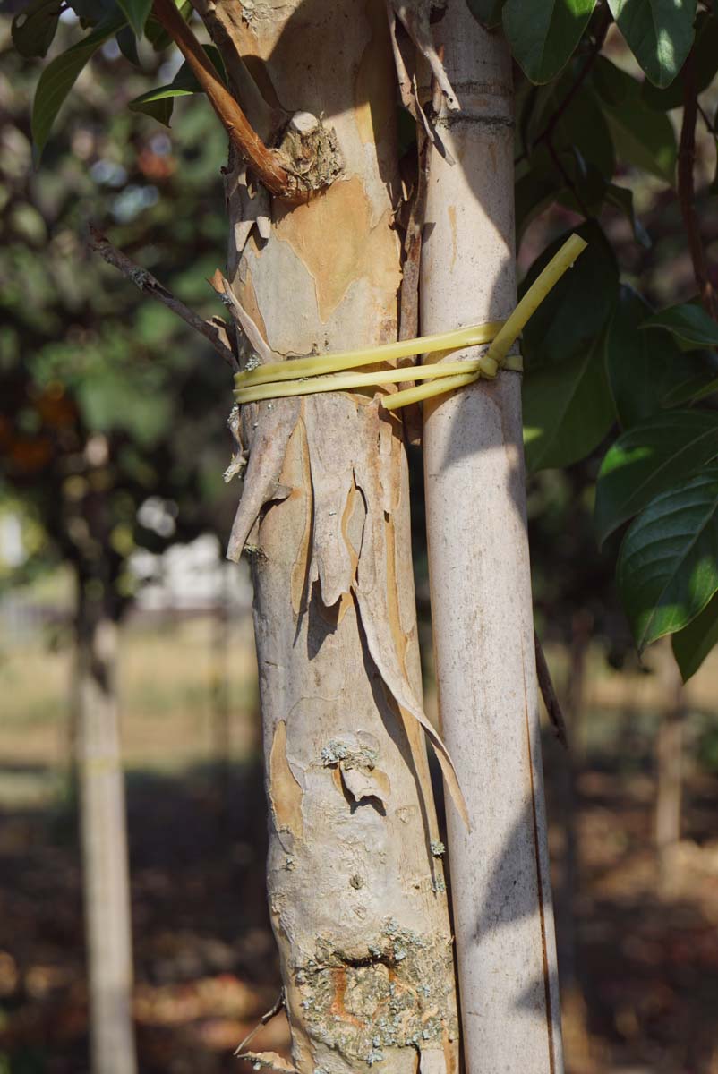 Lagerstroemia indica op stam bast