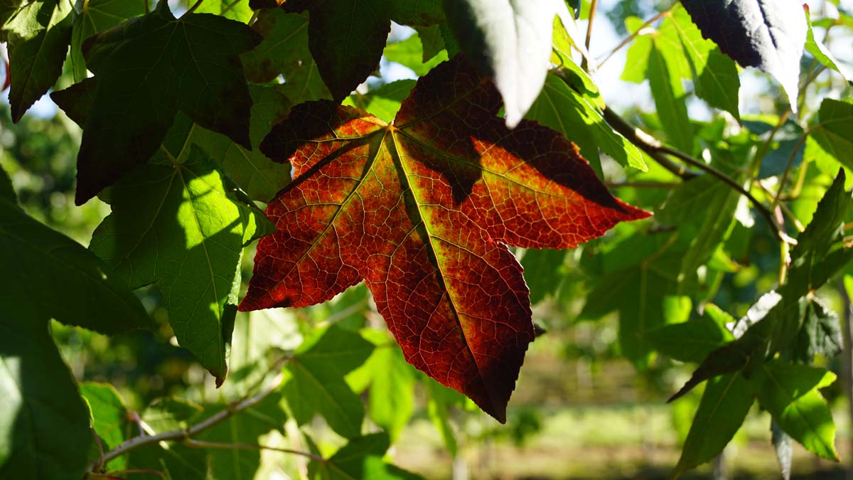 Liquidambar styraciflua dakboom herfstkleur