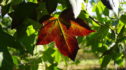 Liquidambar styraciflua op stam herfstkleur