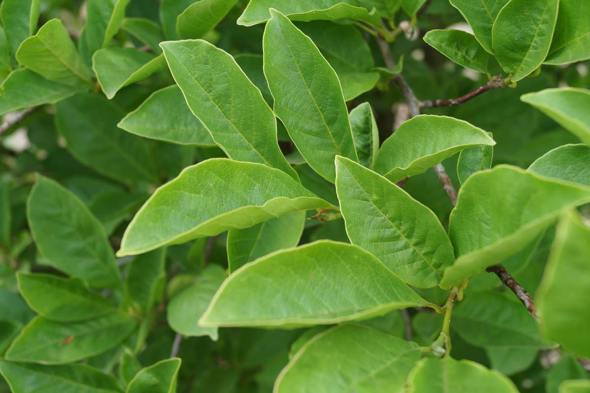 Magnolia kobus leiboom blad