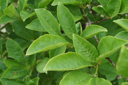 Magnolia kobus haagplant blad