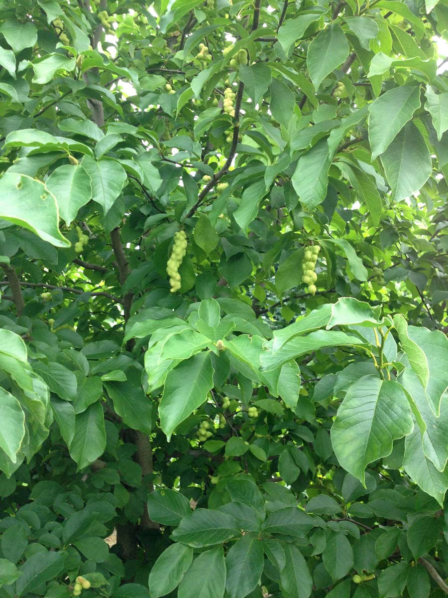 Magnolia soulangeana meerstammig / struik zaaddoos