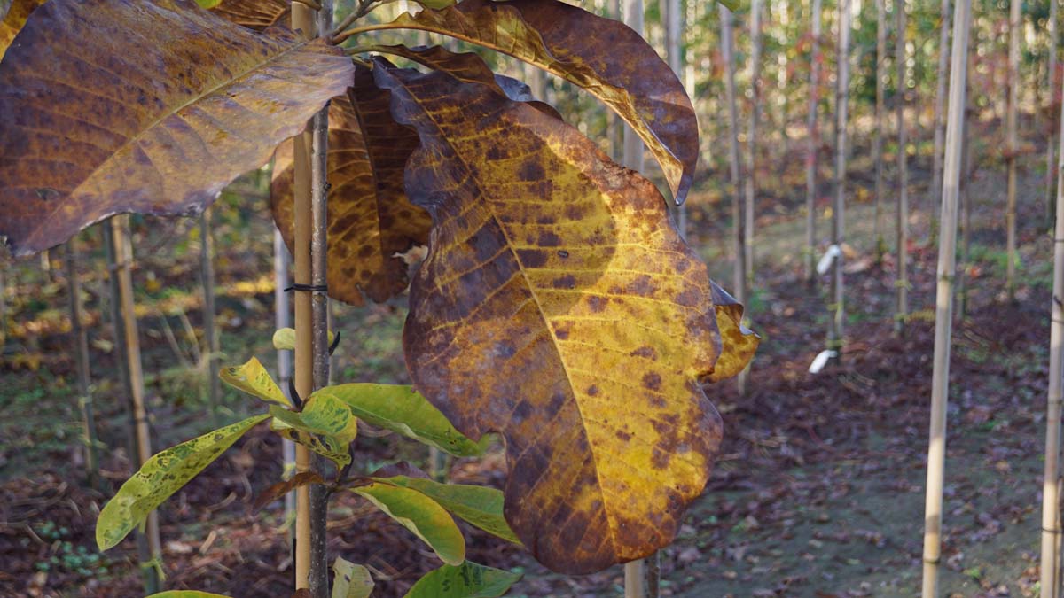 Magnolia tripetala op stam herfstkleur