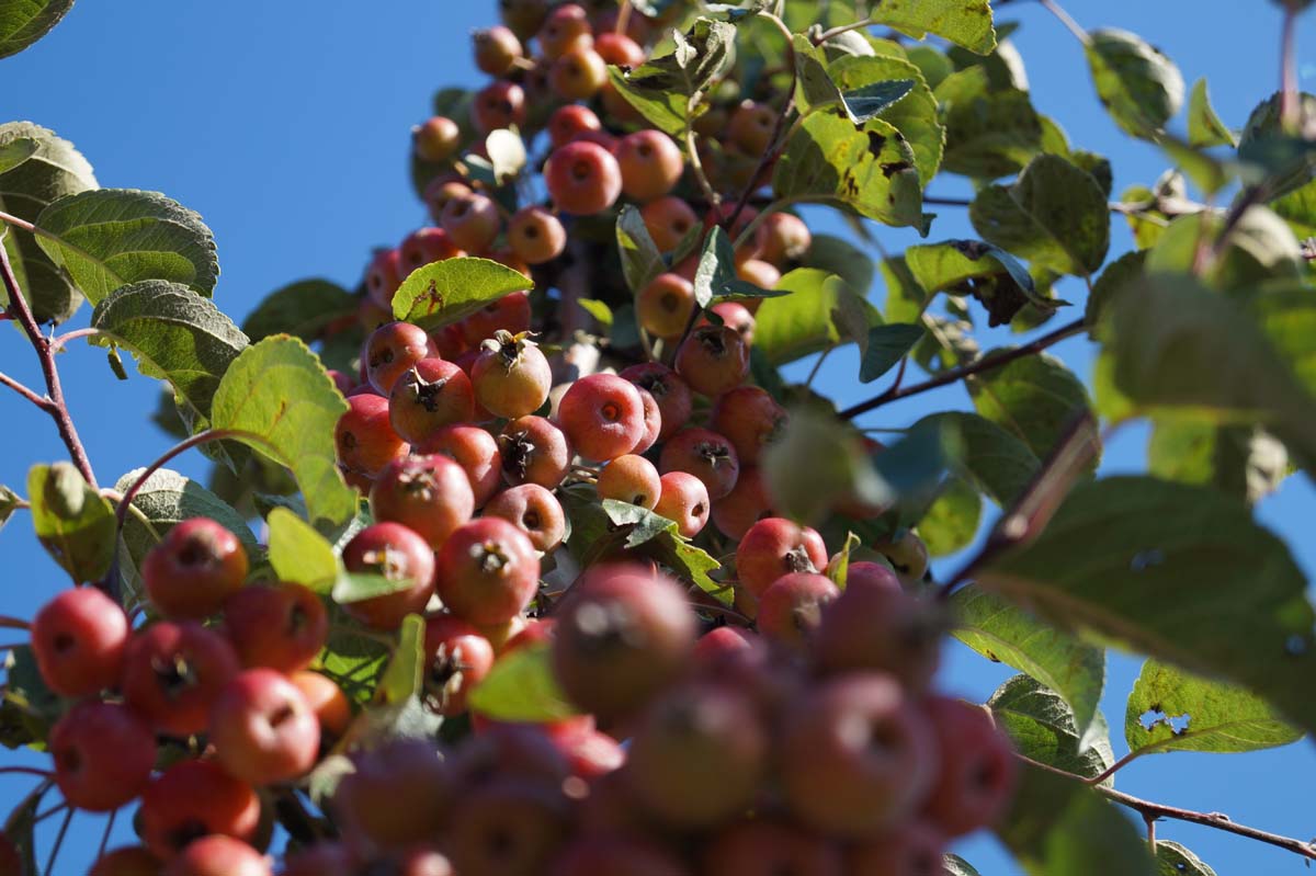 Malus 'Evereste' op stam appel