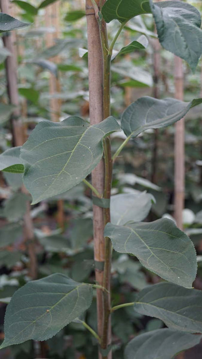 Malus 'Braendkjaer' meerstammig / struik