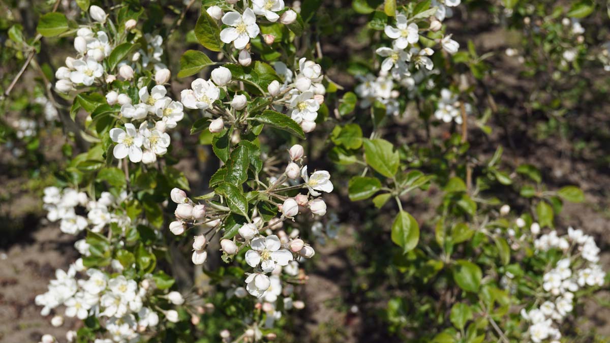 Malus 'Hyslop' leiboom