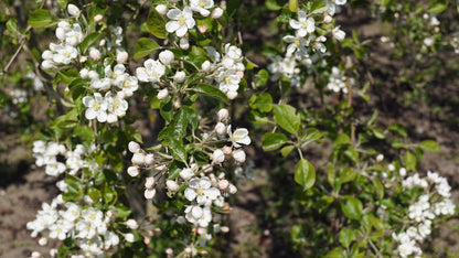 Malus 'Hyslop' leiboom