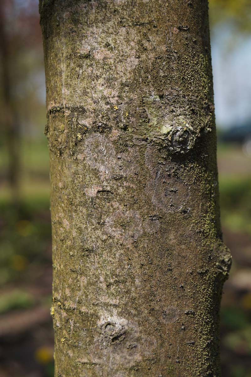 Malus 'Neville Copeman' op stam