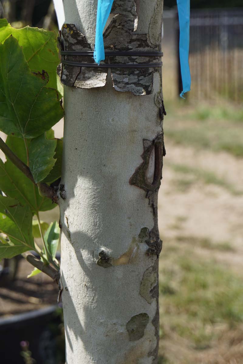 Platanus hispanica leiboom