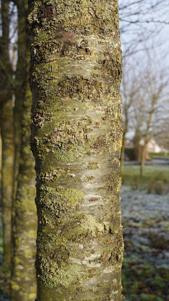 Prunus 'Pandora' op stam bast