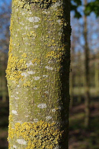 Prunus padus 'Watereri' op stam