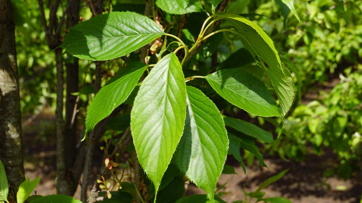 Prunus serrulata 'Amanogawa' solitair blad