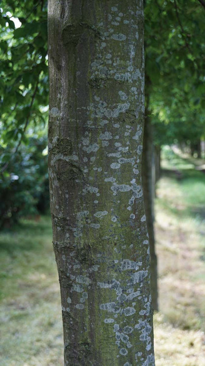 Carpinus betulus haagplant stam