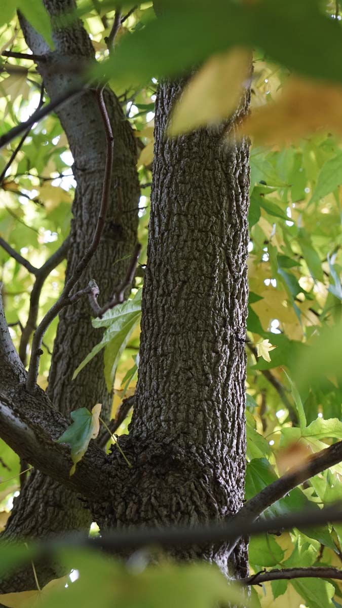 Liquidambar styraciflua op stam bast