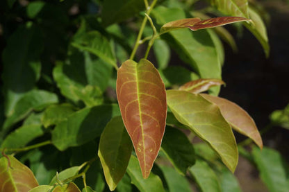 Magnolia kobus leiboom blad