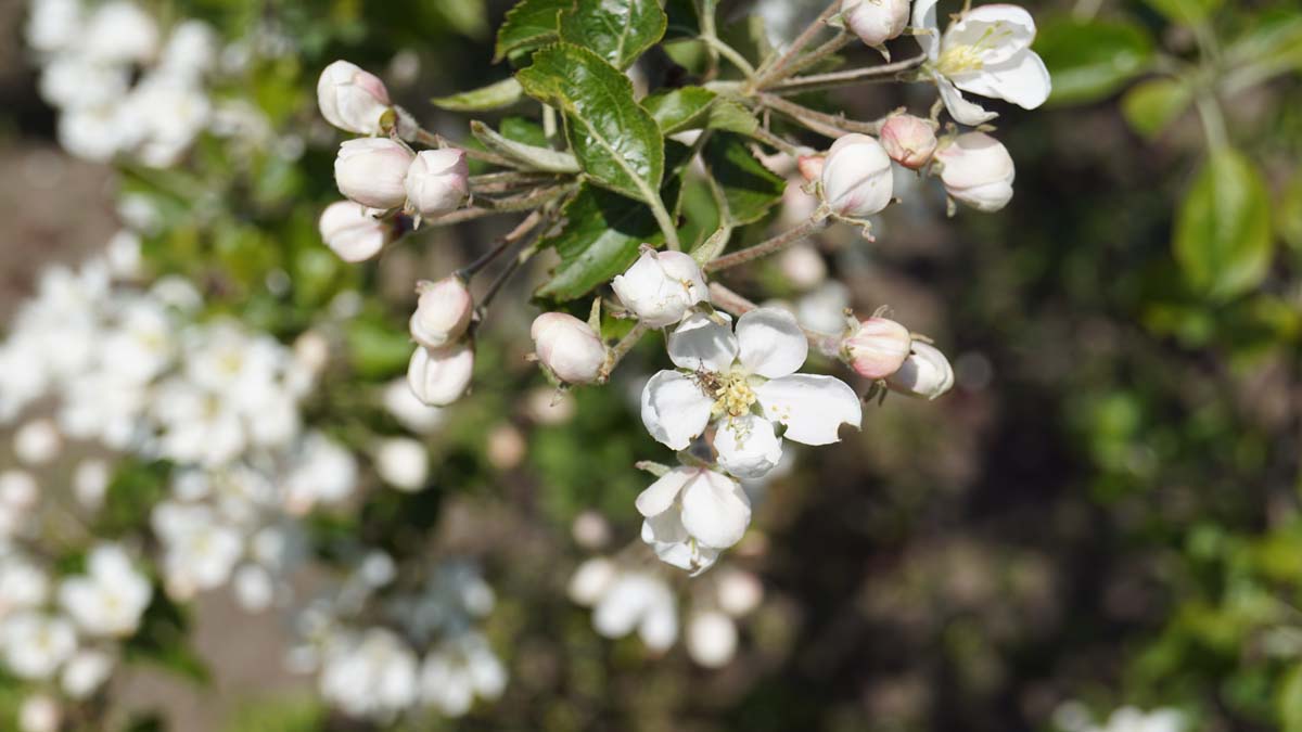 Malus 'Hyslop' leiboom