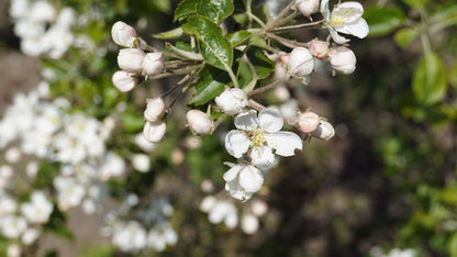 Malus 'Hyslop' op stam